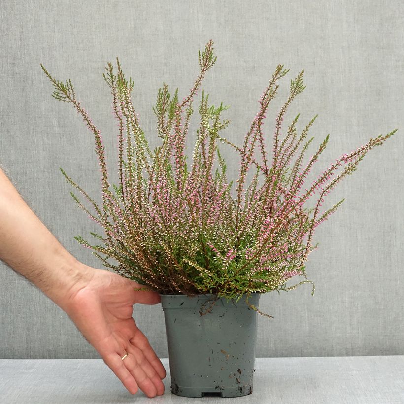 Esemplare di Calluna vulgaris Marlies - Brugo Vaso da 1L/1,5L consegnato in estate