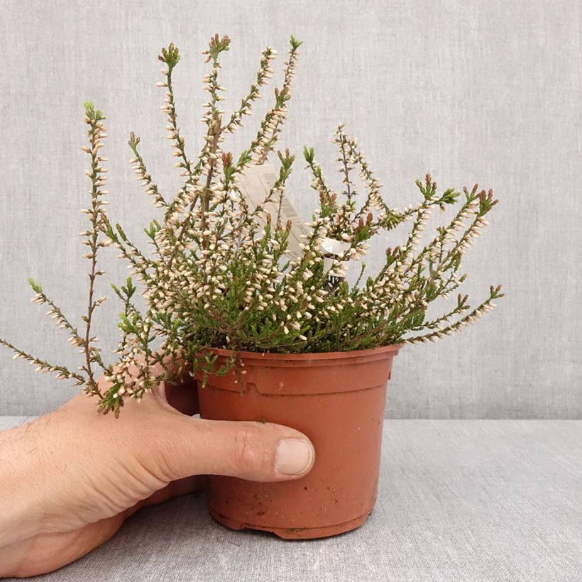 Calluna vulgaris Marlies - Brugo Vaso da 1L/1,5L esemplare consegnato in primavera