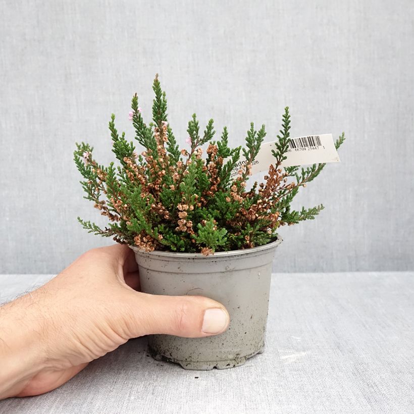 Esemplare di Calluna vulgaris Radnor - Brugo Vaso da Ø 12 cm / 13 cm come consegnato in autunno