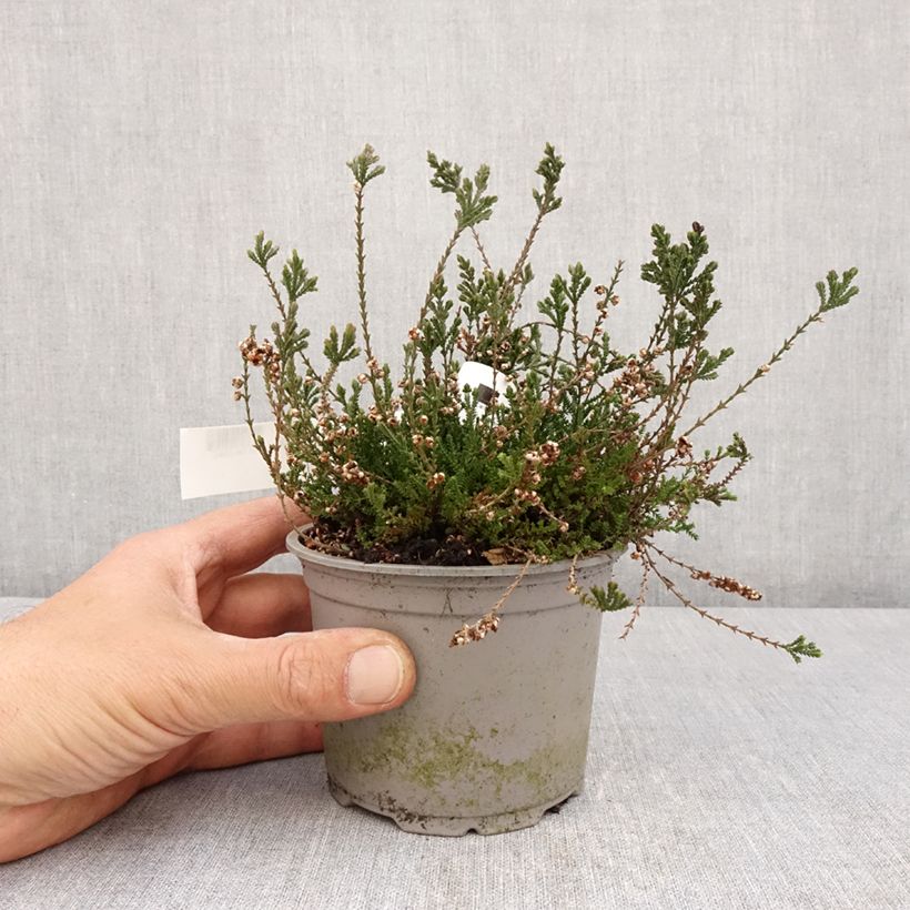 Calluna vulgaris Radnor - Brugo Vaso da Ø 12 cm / 13 cm esemplare consegnato in primavera