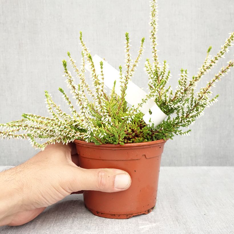 Esemplare di Calluna vulgaris Sandy - Brugo Vaso da 1L/1,5L come consegnato in autunno