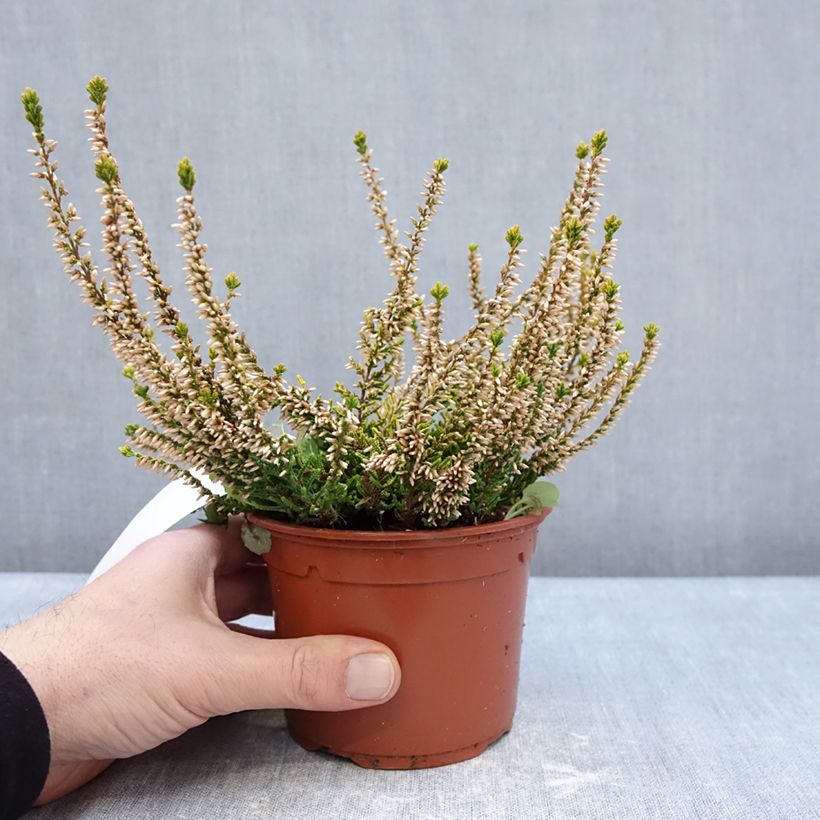 Calluna vulgaris Sandy - Brugo Vaso da 1L/1,5L esemplare consegnato in inverno