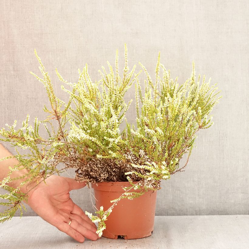 Esemplare di Calluna vulgaris Sandy - Brugo Vaso da 2L/3L consegnato in estate