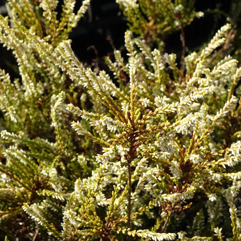 Calluna vulgaris Sandy - Brugo (Fogliame)