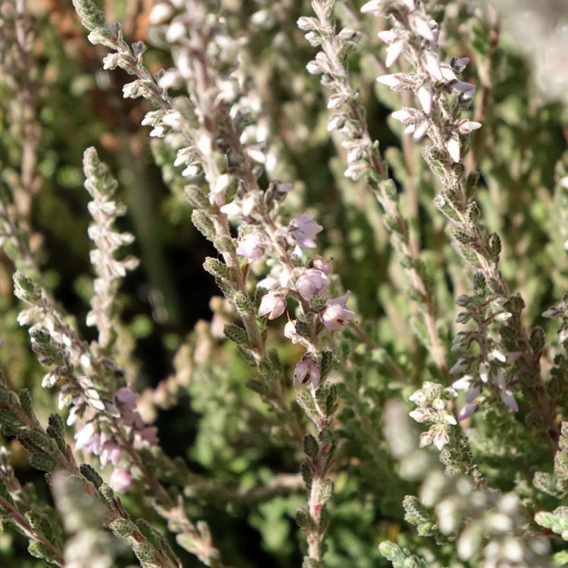 Calluna vulgaris Silver Knight - Brugo (Fioritura)