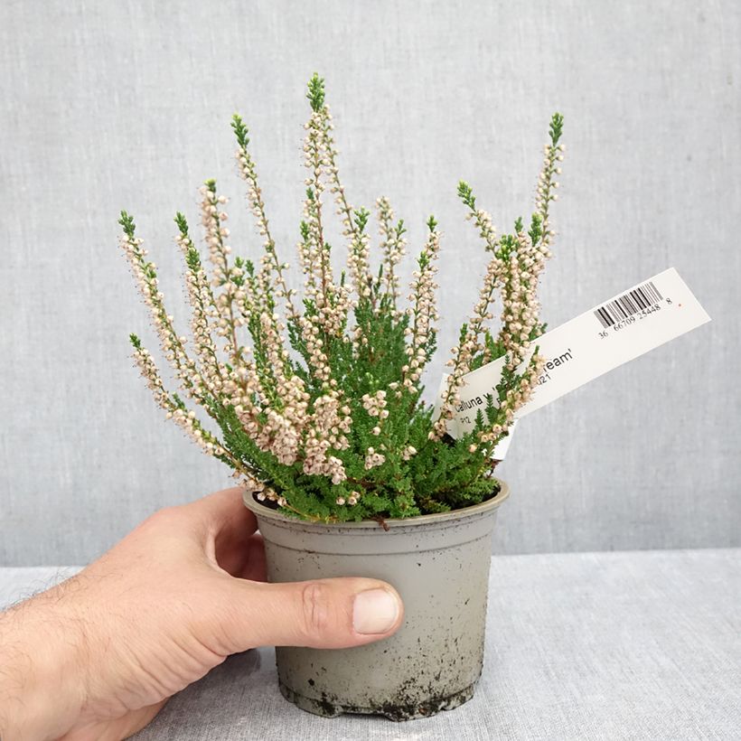 Esemplare di Calluna vulgaris Spring Cream - Brugo Vaso da Ø 12 cm / 13 cm come consegnato in autunno