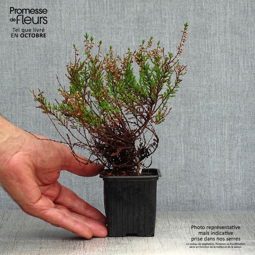 Esemplare di Calluna vulgaris Spring Torch - Brugo Vasetto da 8/9 cm come consegnato in autunno