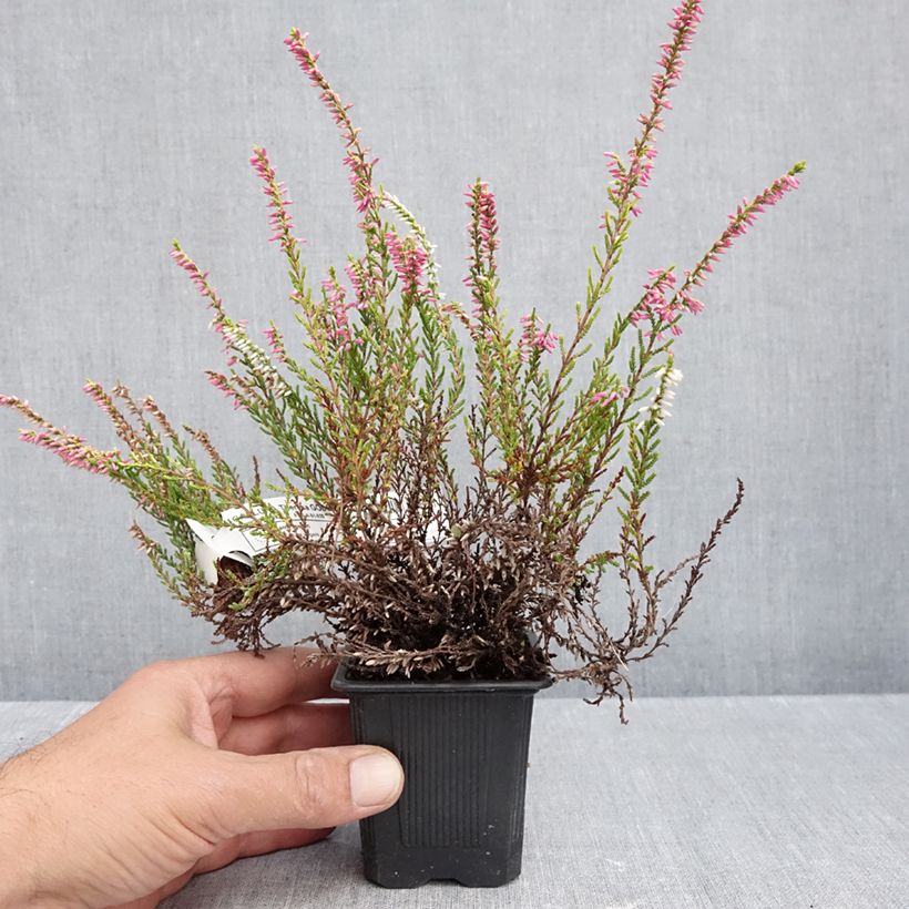 Esemplare di Calluna vulgaris Garden Girls Theresa - Brugo Vasetto da 8/9 cm come consegnato in autunno