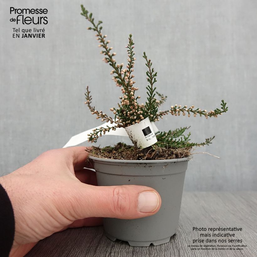 Calluna vulgaris Tib - Brugo Vaso da Ø 12 cm / 13 cm esemplare consegnato in inverno