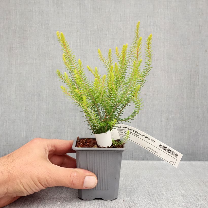 Esemplare di Erica griffithsii Valerie Griffiths Vasetto da 8/9 cm come consegnato in autunno