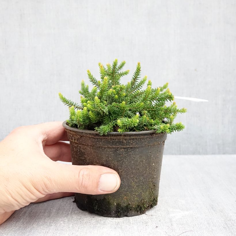 Esemplare di Erica williamsii P.D. Williams Vaso da Ø 12 cm / 13 cm come consegnato in autunno