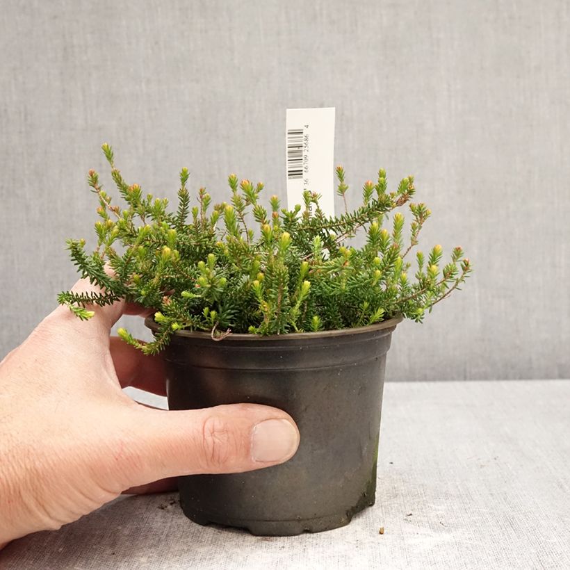 Erica williamsii P.D. Williams Vaso da Ø 12 cm / 13 cm esemplare consegnato in primavera