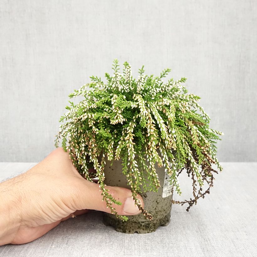 Esemplare di Calluna vulgaris Rasta Girls Maïté - Brugo Vaso da Ø 12 cm / 13 cm come consegnato in autunno