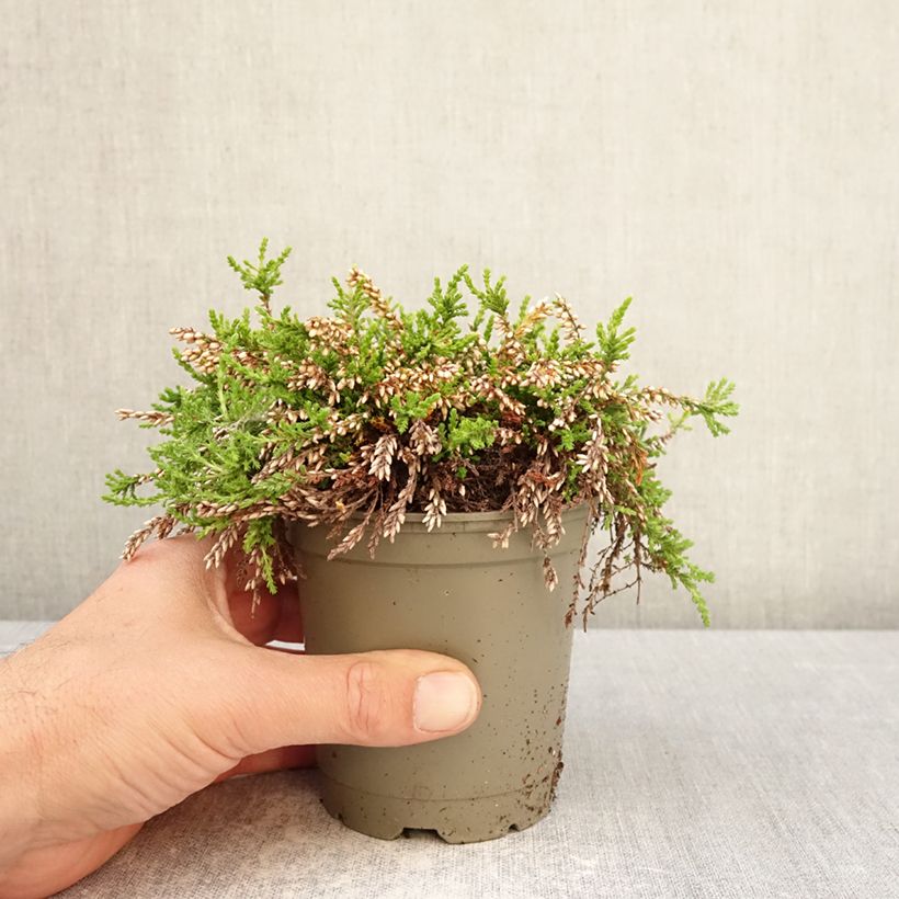Calluna vulgaris Rasta Girls Maïté - Brugo Vaso da Ø 12 cm / 13 cm esemplare consegnato in primavera