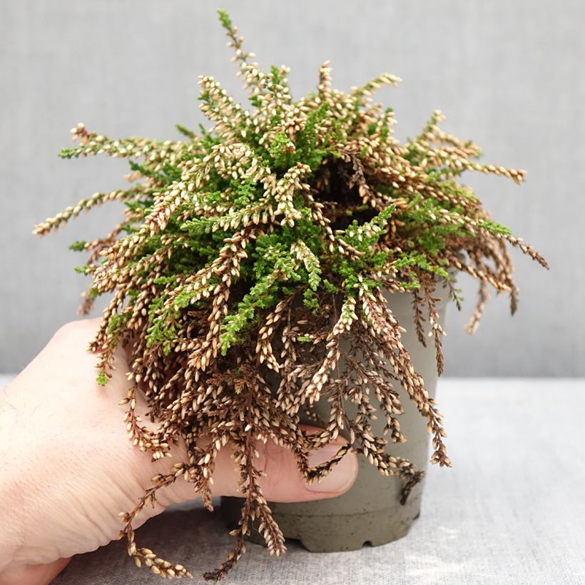 Calluna vulgaris Rasta Girls Netty - Brugo Vaso da Ø 12 cm / 13 cm esemplare consegnato in inverno