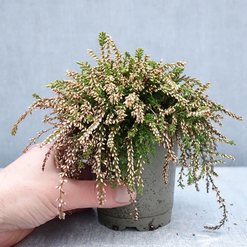 Calluna vulgaris Rasta Girls Rosa Claire - Brugo Vaso da Ø 12 cm / 13 cm esemplare consegnato in inverno