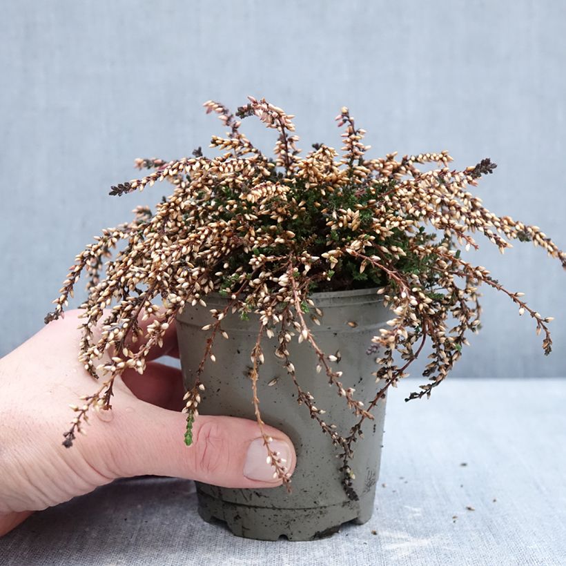 Calluna vulgaris Rasta Girls Rote Janina - Brugo Vaso da Ø 12 cm / 13 cm esemplare consegnato in inverno