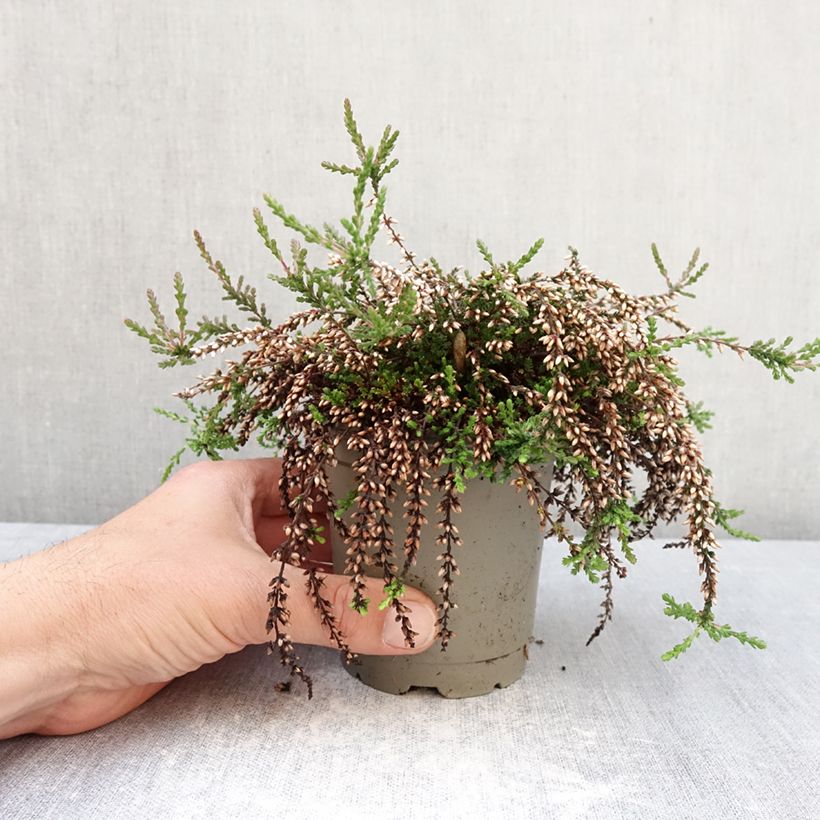 Calluna vulgaris Rasta Girls Rote Janina - Brugo Vaso da Ø 12 cm / 13 cm esemplare consegnato in primavera