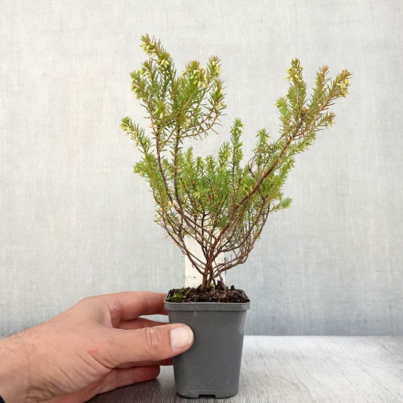 Esemplare di Erica darleyensis Ghost Hills Vasetto da 8/9 cm come consegnato in autunno