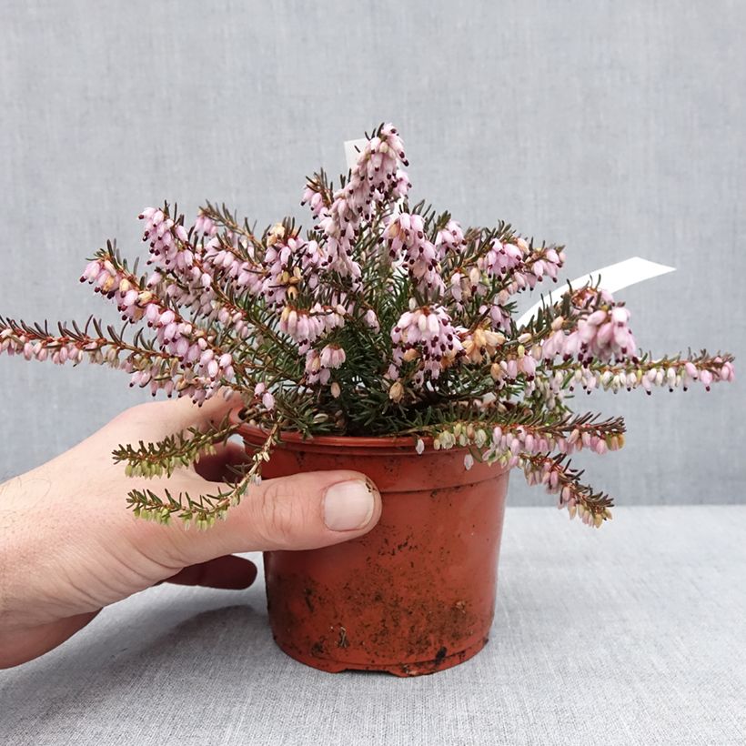 Erica darleyensis Aurélie Bregeon Vaso da 1L/1,5L esemplare consegnato in inverno