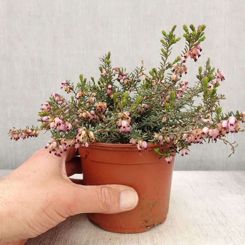 Erica darleyensis Aurélie Bregeon Vaso da 1L/1,5L esemplare consegnato in primavera