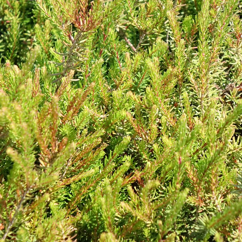 Erica darleyensis J.W. Porter (Fogliame)