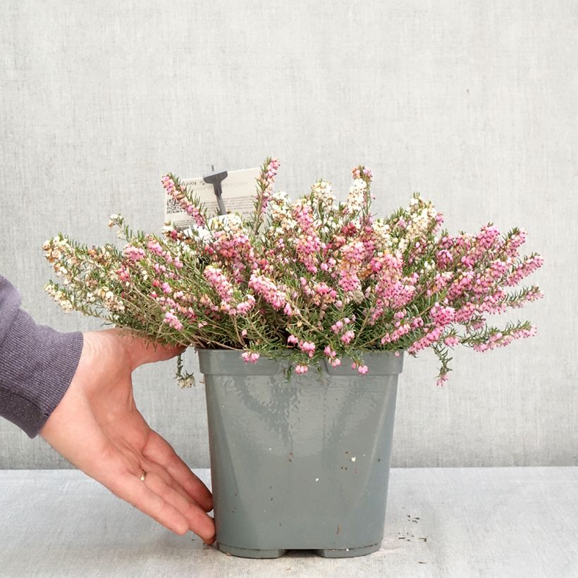Erica darleyensis Trio Vaso da 3L/4L esemplare consegnato in primavera