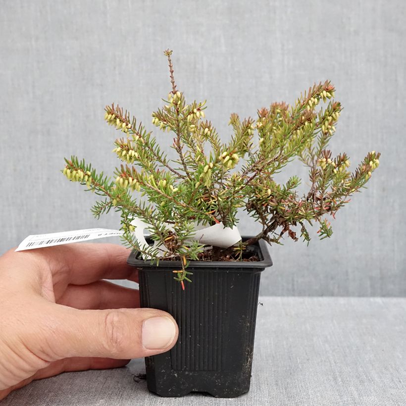 Esemplare di Erica darleyensis Winter Belles Tylou Vasetto da 8/9 cm come consegnato in autunno