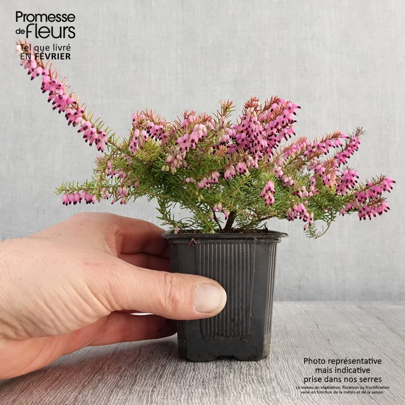 Erica darleyensis Winter Belles Tylou Vasetto da 8/9 cm esemplare consegnato in inverno