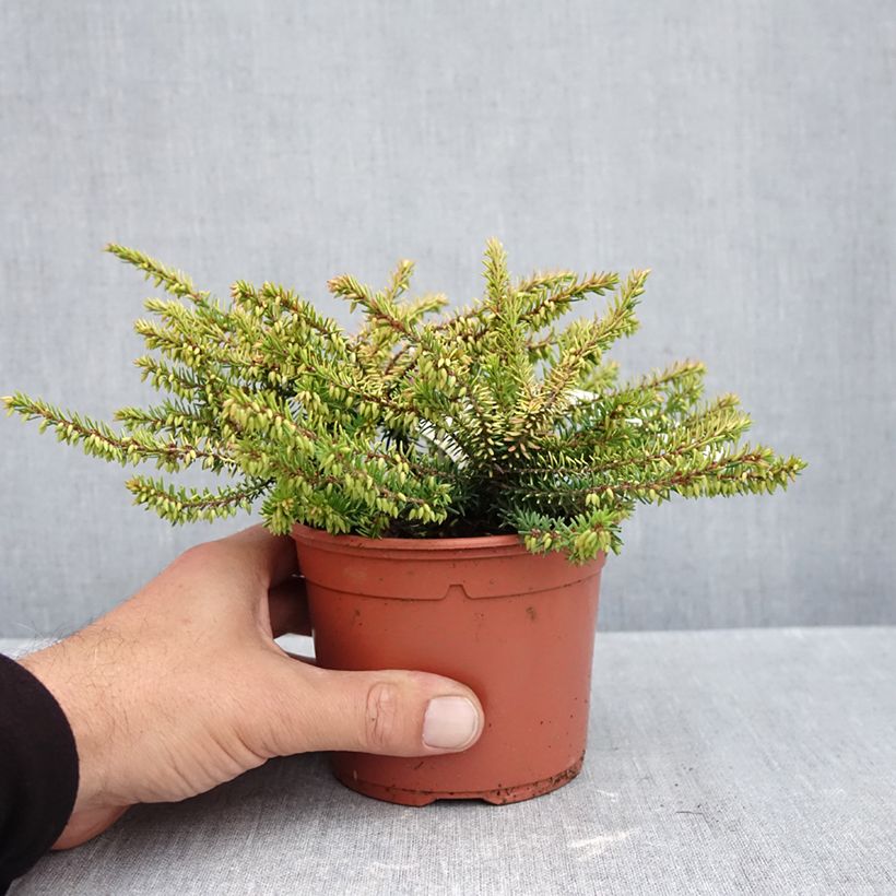 Esemplare di Erica darleyensis Winter Belles Tylou Vaso da 1L/1,5L come consegnato in autunno