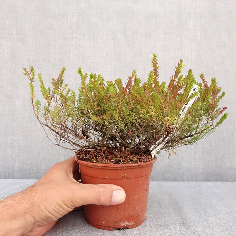 Esemplare di Erica darleyensis Furzey Vaso da 1L/1,5L consegnato in estate