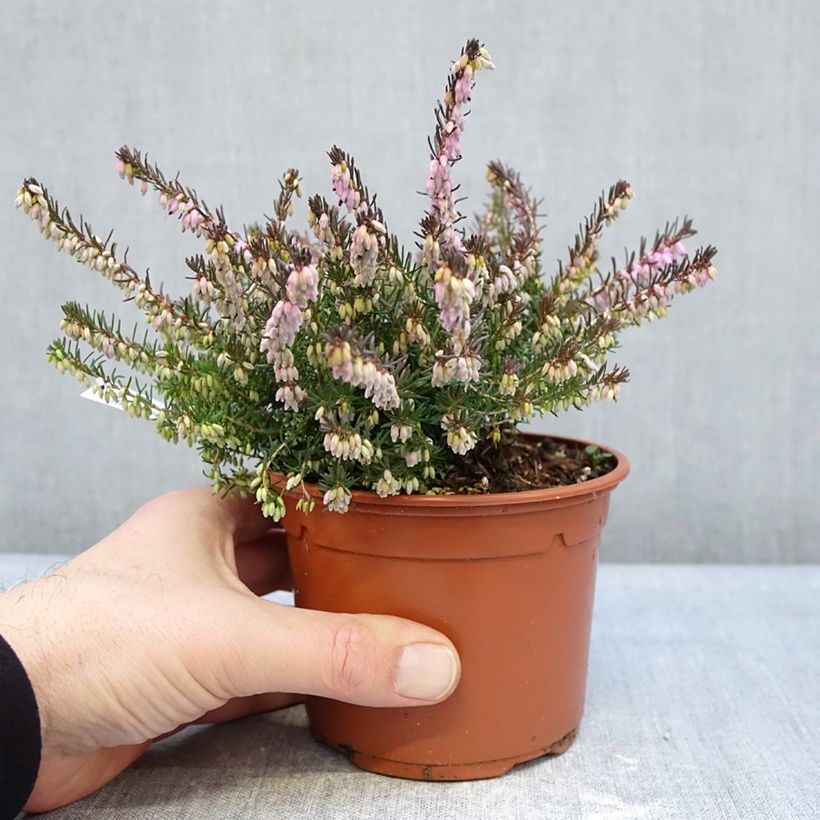 Erica darleyensis Furzey Vaso da 1L/1,5L esemplare consegnato in inverno