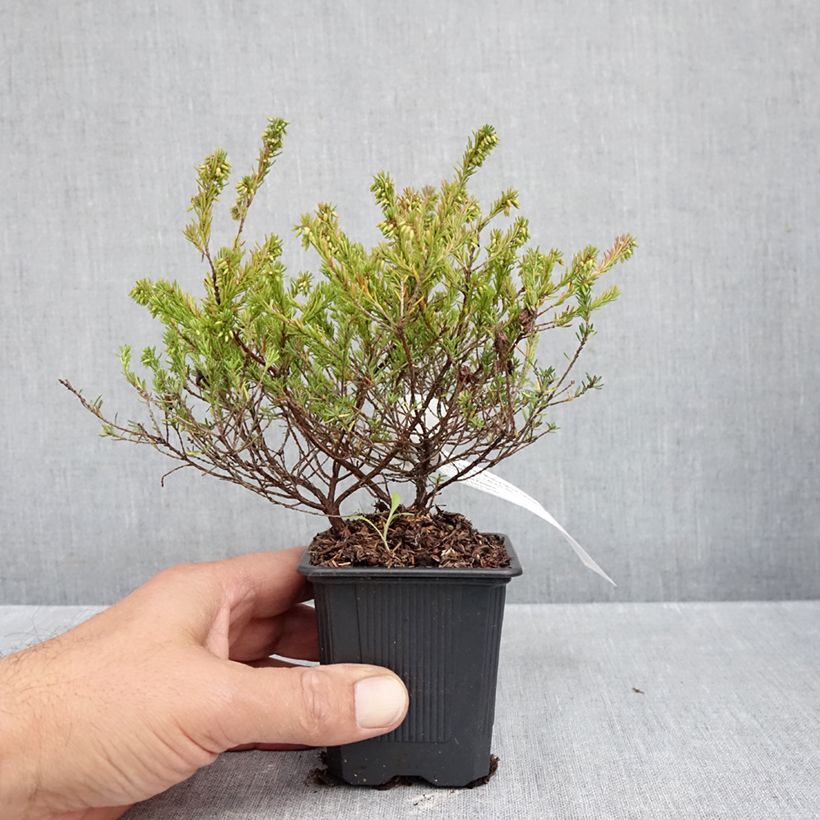 Esemplare di Erica carnea Ruby Glow Vasetto da 8/9 cm come consegnato in autunno