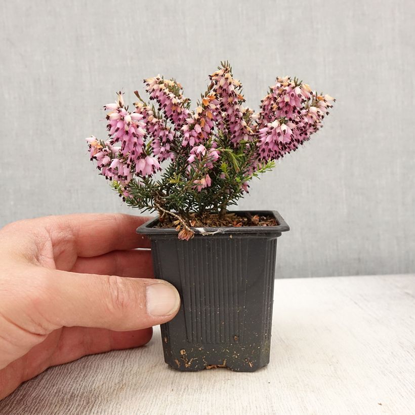 Erica carnea Ruby Glow Vasetto da 8/9 cm esemplare consegnato in primavera