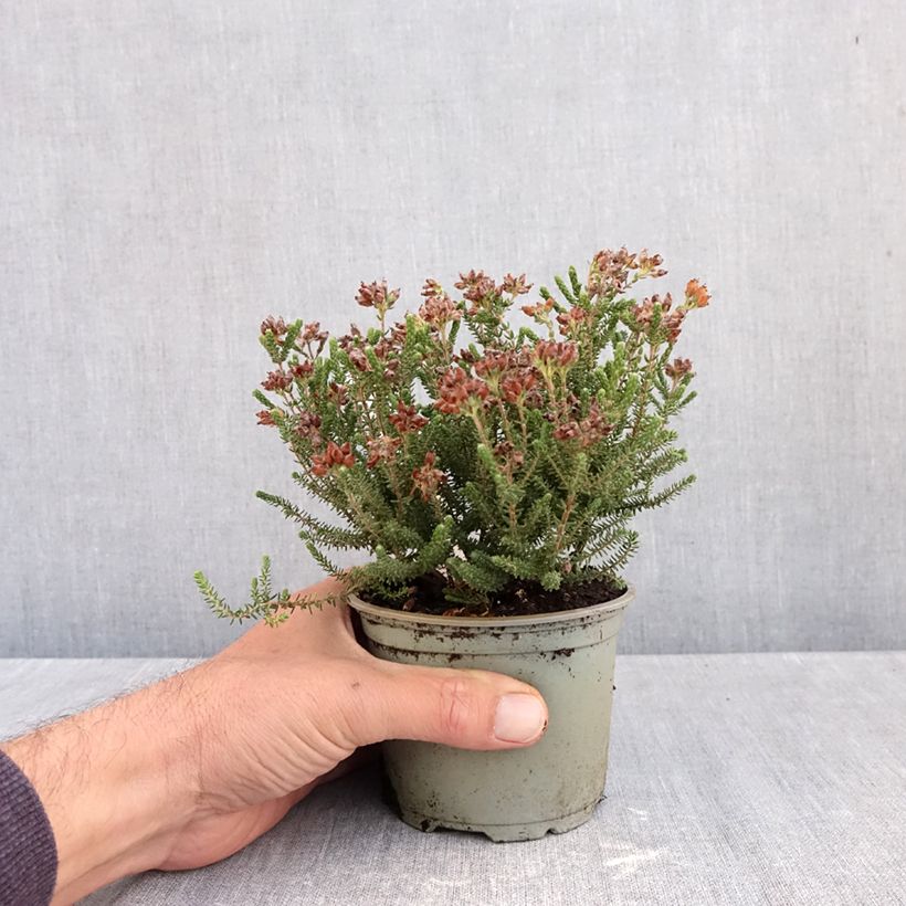 Esemplare di Erica tetralix Alba Vaso da Ø 12 cm / 13 cm come consegnato in autunno
