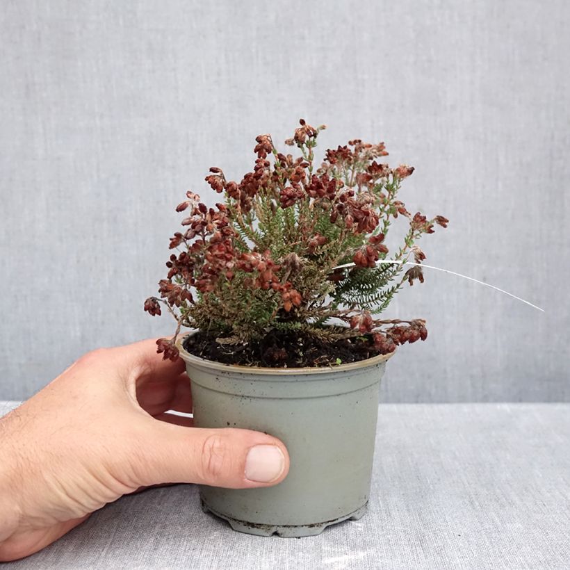 Esemplare di Erica tetralix Con Underwood Vaso da Ø 10 cm/11 cm come consegnato in autunno