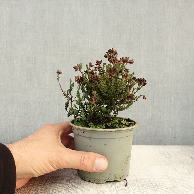Esemplare di Erica tetralix Vaso da Ø 12 cm / 13 cm come consegnato in autunno