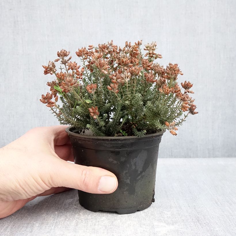 Erica tetralix Tina Vaso da Ø 12 cm / 13 cm esemplare consegnato in inverno