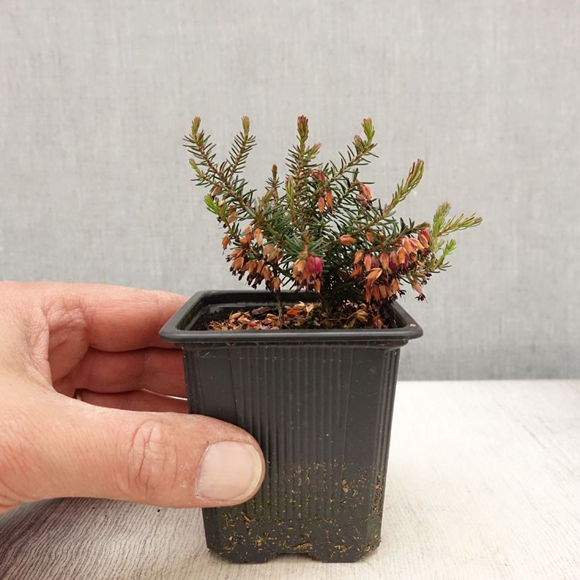 Erica carnea Eva Vasetto da 8/9 cm esemplare consegnato in primavera