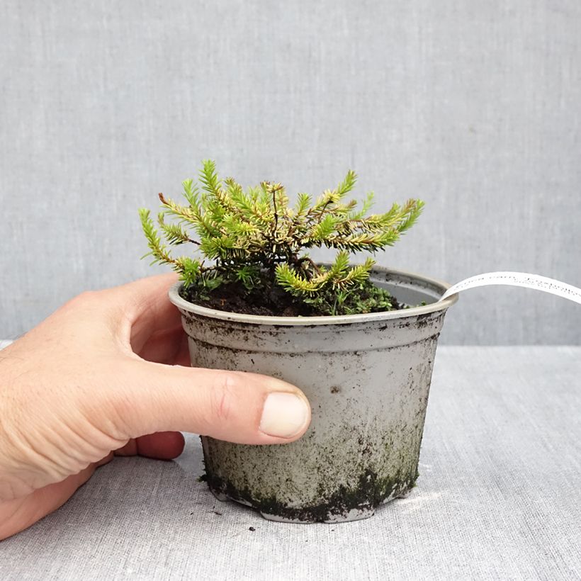 Esemplare di Erica carnea f. aureifolia Foxhollow Vaso da Ø 12 cm / 13 cm come consegnato in autunno