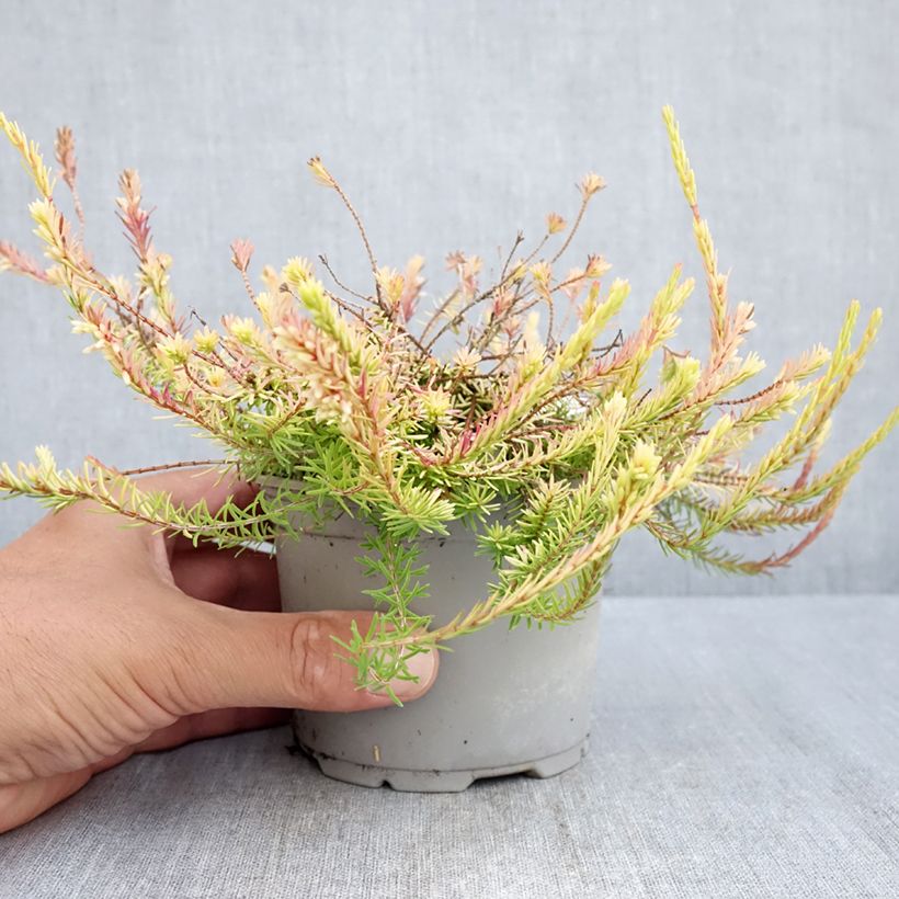 Esemplare di Erica carnea f. aureifolia Foxhollow Vaso da Ø 12 cm / 13 cm consegnato in estate
