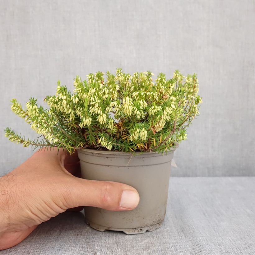 Esemplare di Erica carnea Isabell Vaso da Ø 12 cm / 13 cm consegnato in estate