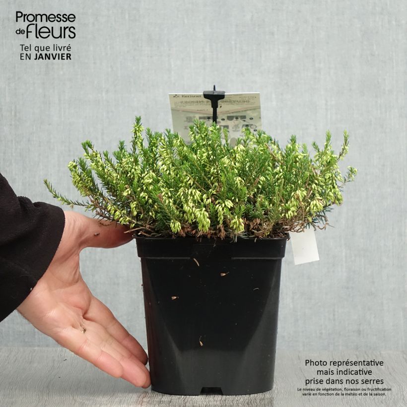 Erica carnea Isabell Vaso da 2L/3L esemplare consegnato in inverno