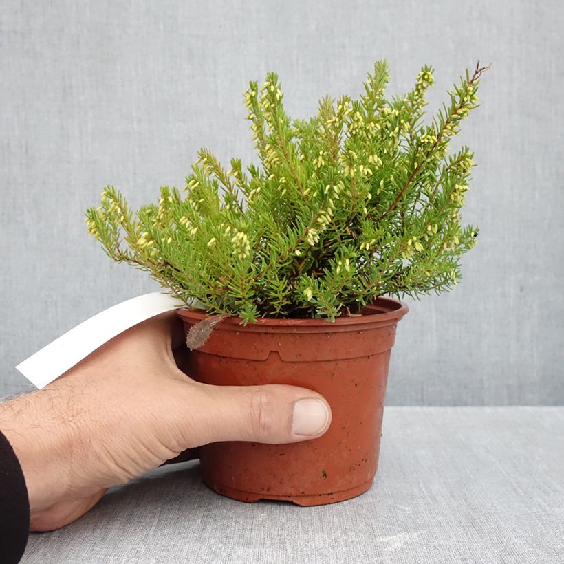 Esemplare di Erica darleyensis Jenny Porter Vaso da 1L/1,5L come consegnato in autunno