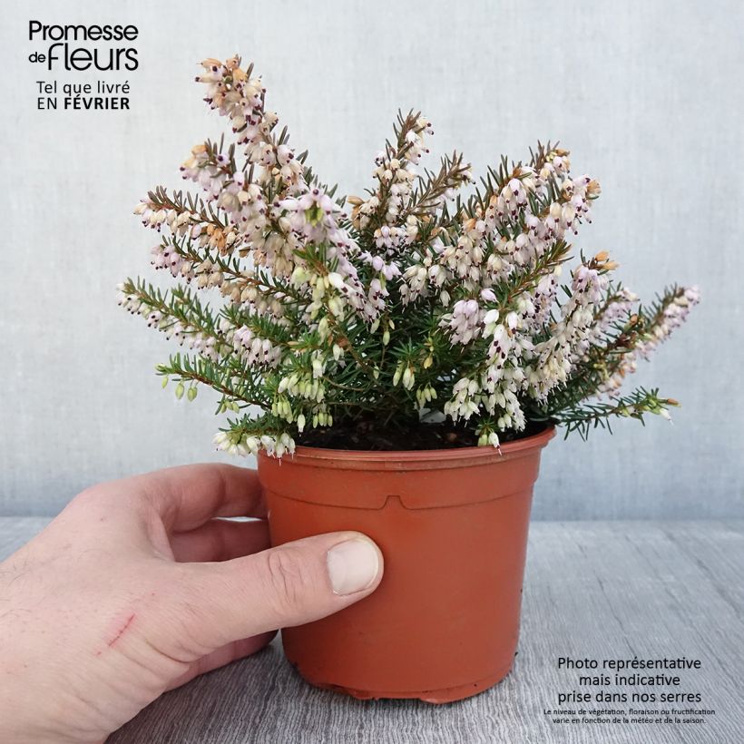 Erica darleyensis Jenny Porter Vaso da 1L/1,5L esemplare consegnato in inverno