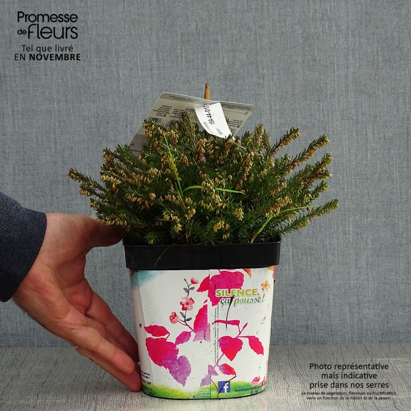Esemplare di Erica darleyensis Jenny Porter Vaso da 2L/3L come consegnato in autunno