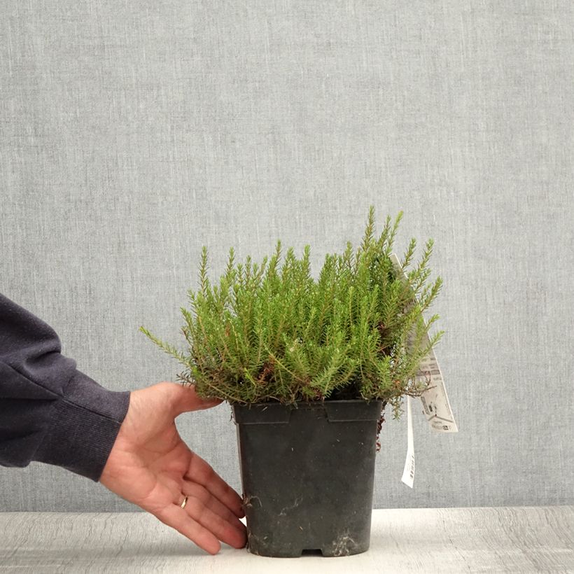 Esemplare di Erica carnea Myreton Ruby Vaso da 1,5L/2L consegnato in estate