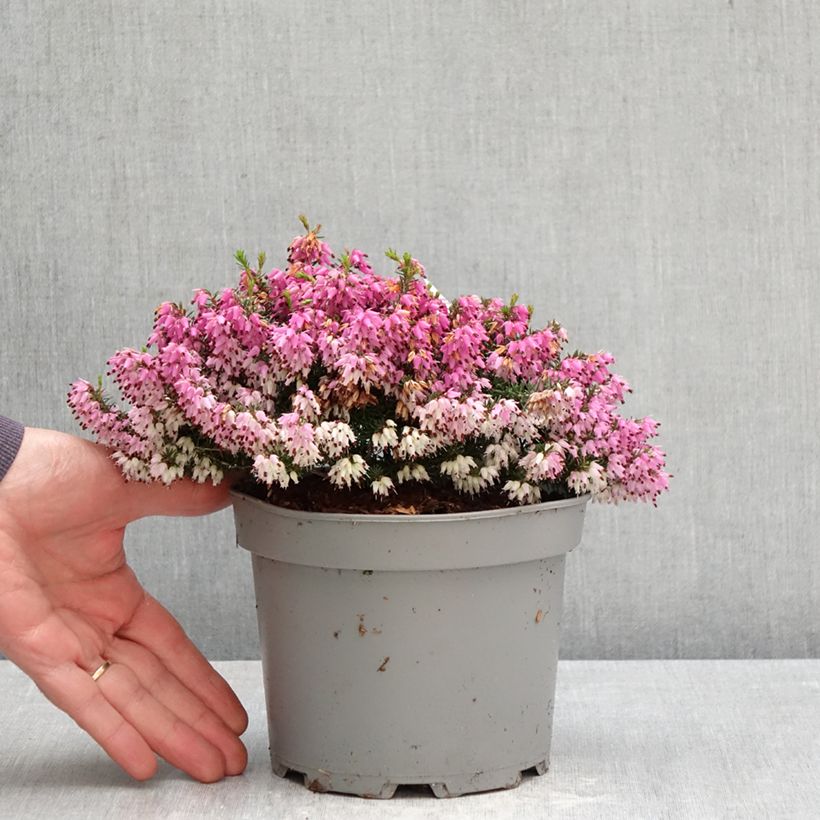Erica carnea Rosalie Vaso da 2L/3L esemplare consegnato in primavera