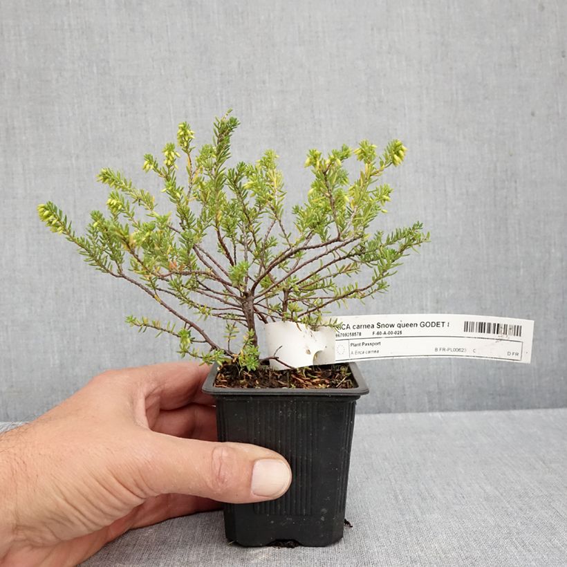 Esemplare di Erica carnea Snow Queen Vasetto da 8/9 cm come consegnato in autunno