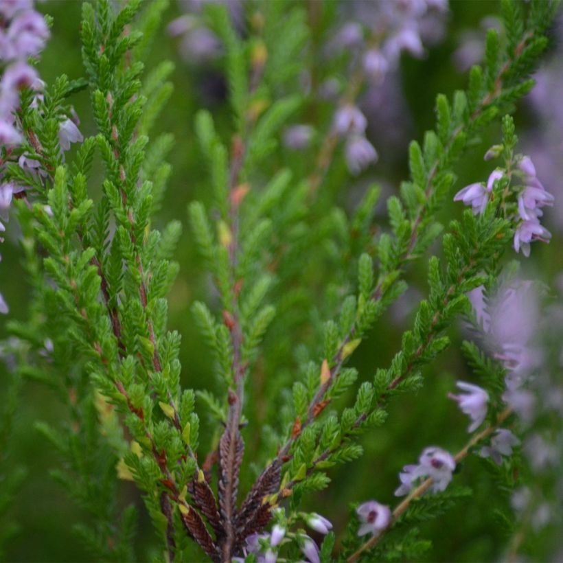 Calluna vulgaris Spring Torch - Brugo (Fogliame)